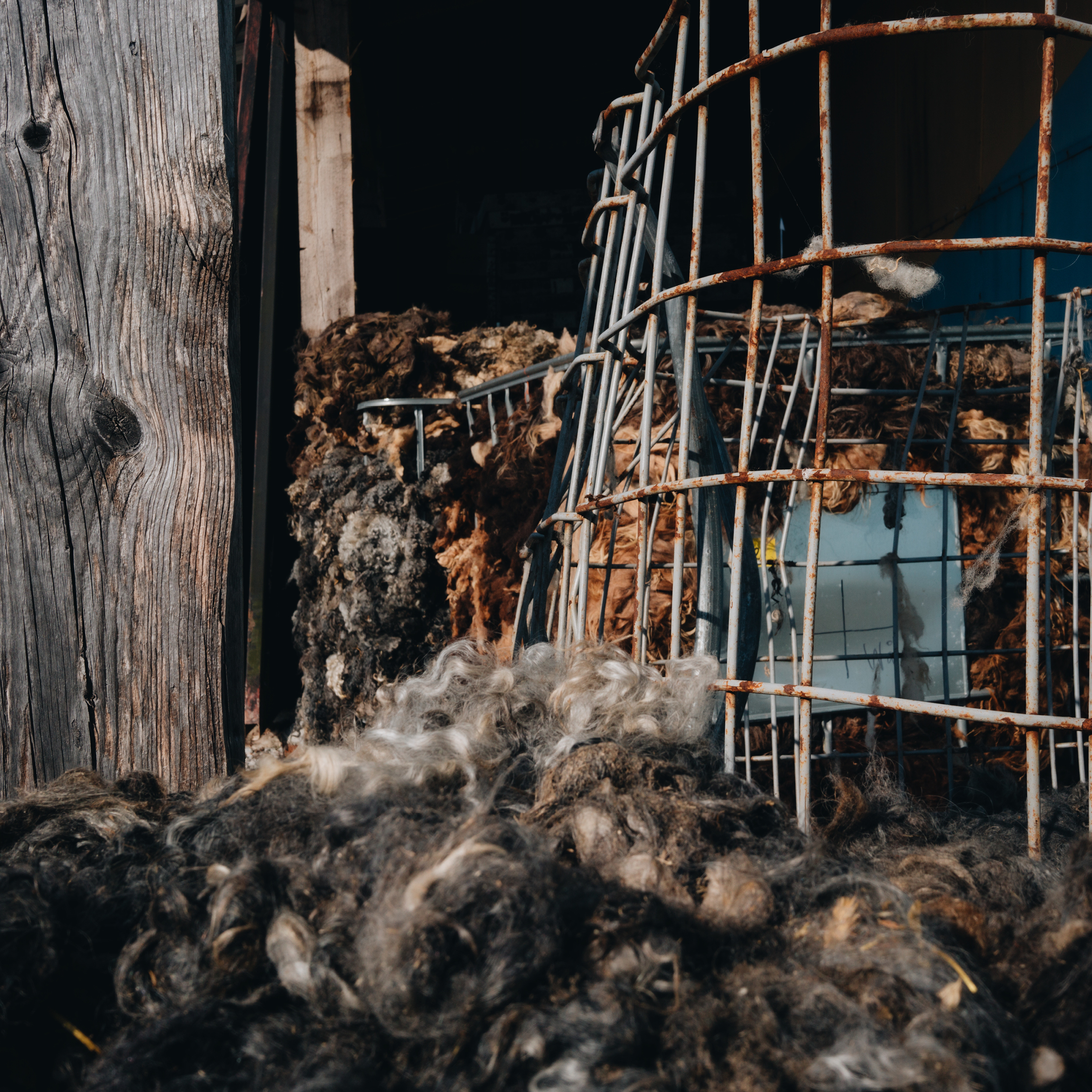Swedish Wool